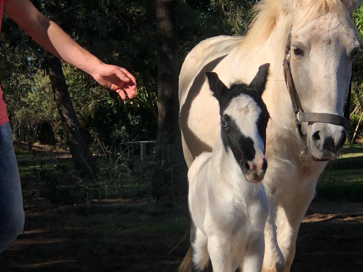 La Vie En Rose - Horses & Dogs House Bed and Breakfast Aït Hamid Εξωτερικό φωτογραφία