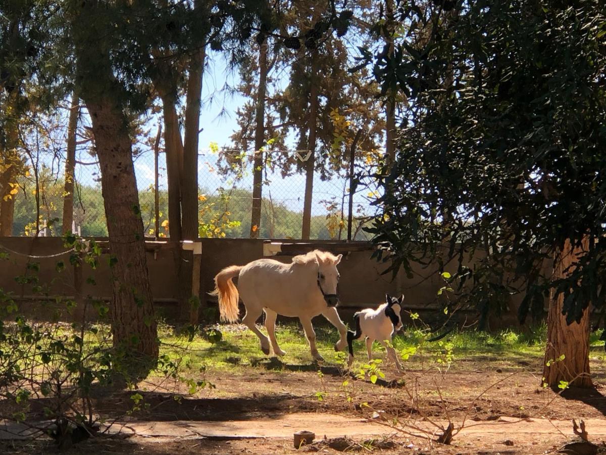 La Vie En Rose - Horses & Dogs House Bed and Breakfast Aït Hamid Εξωτερικό φωτογραφία