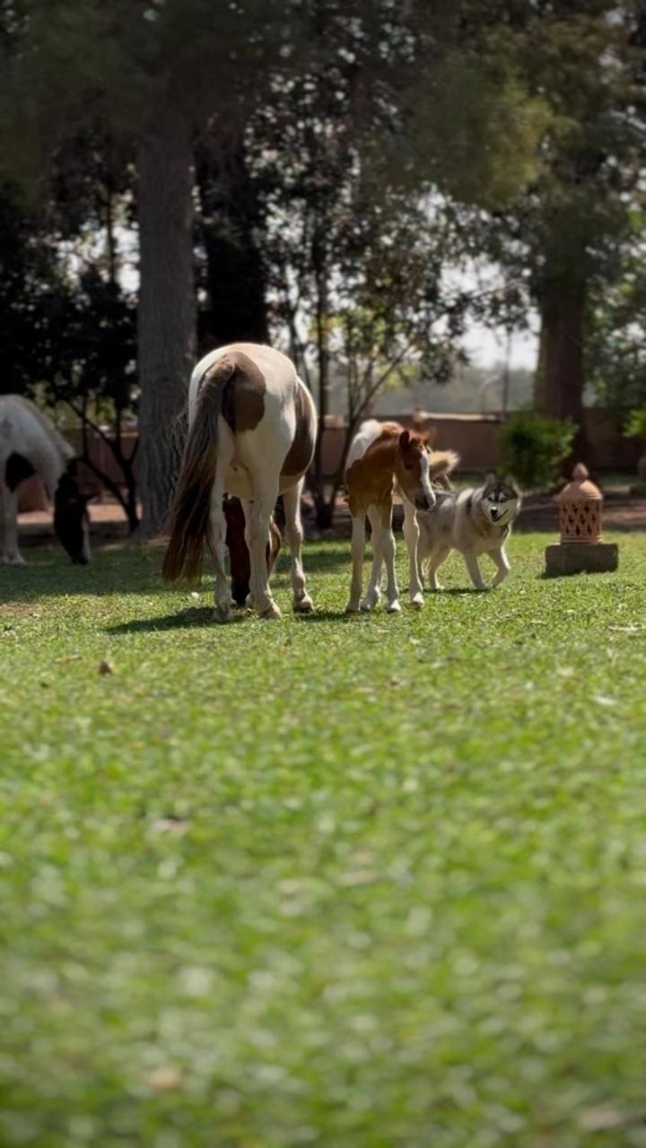 La Vie En Rose - Horses & Dogs House Bed and Breakfast Aït Hamid Εξωτερικό φωτογραφία